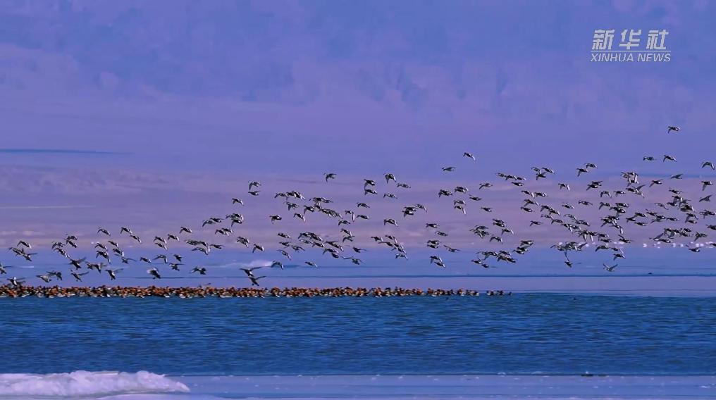 秀我中國(guó)｜青?？婶斂撕叭绠?huà)