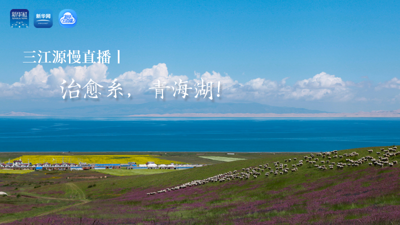 三江源慢直播丨治愈系，青海湖！