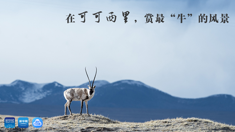 三江源慢直播丨在可可西里，賞最&ldquo;牛&rdquo;的美景