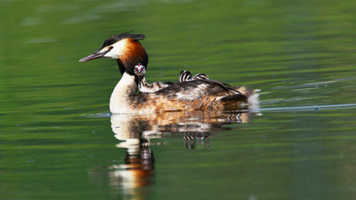 超有愛(ài)！看西寧北川河濕地公園鳳頭??花樣&ldquo;遛娃&rdquo;
