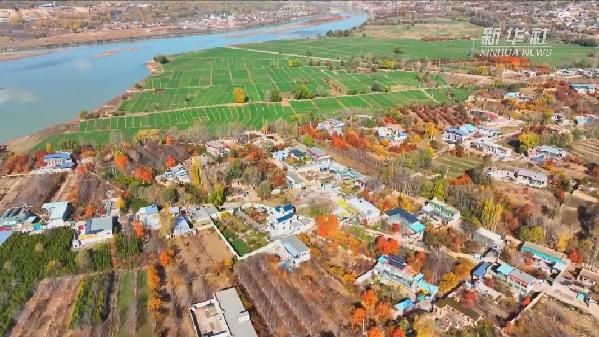 青海化?。喝f(wàn)畝冬小麥染綠黃河畔